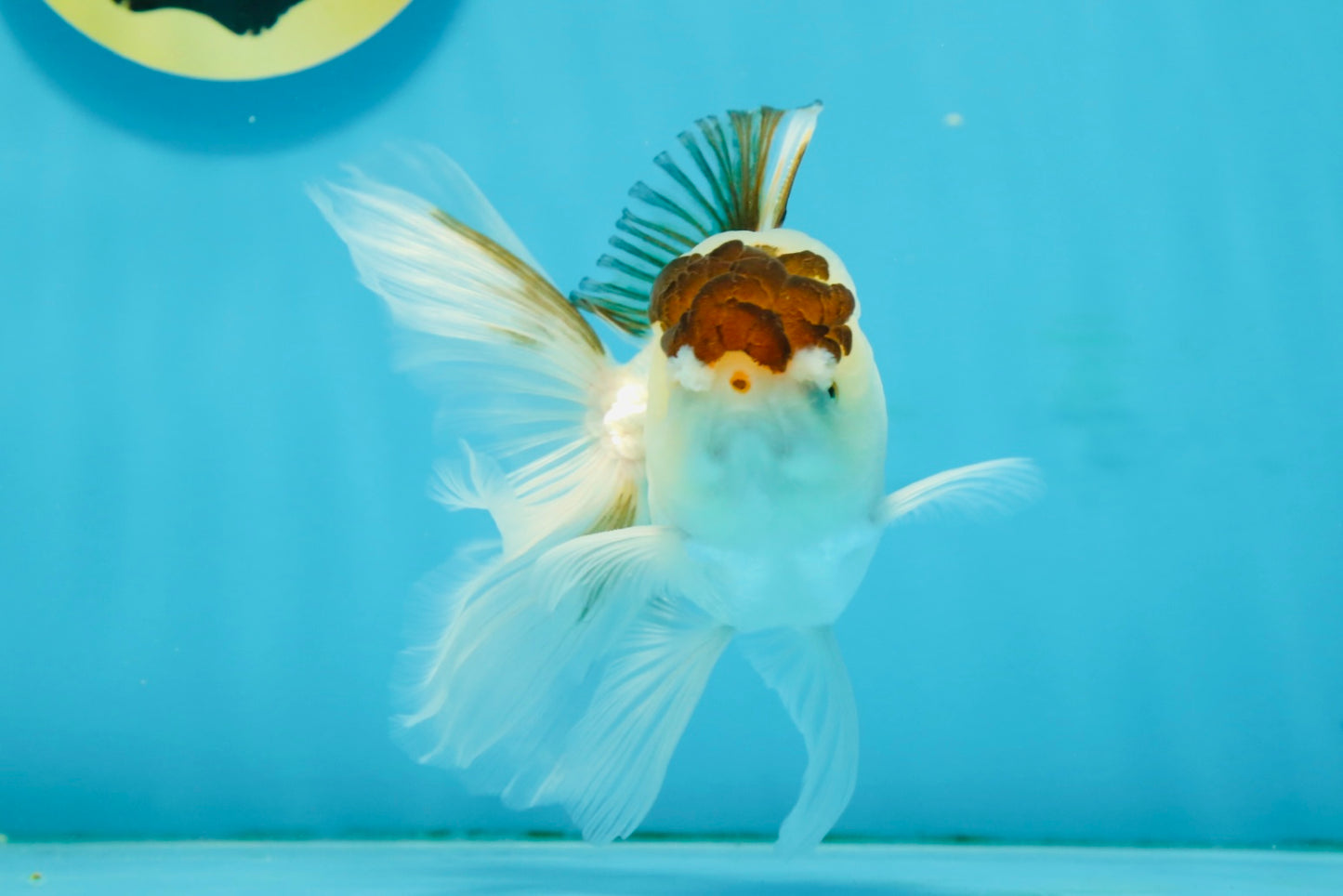 Panda Oranda Male 4.5-5 inches #121324OR_20