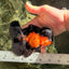 BATMAN Apache Oranda Male 5 inches #050826OR_03