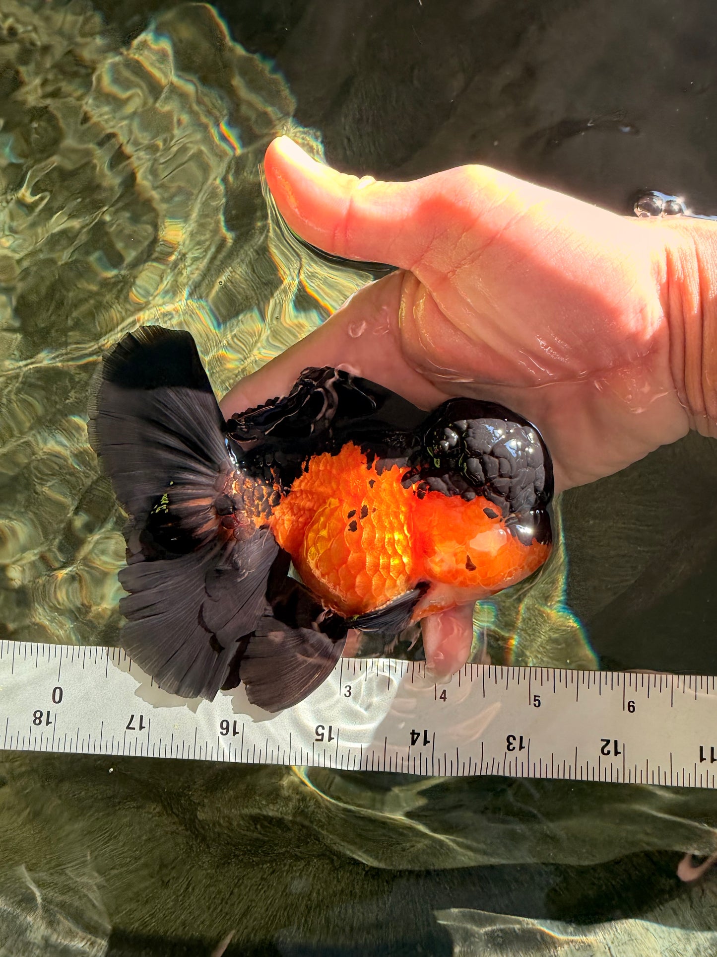 BATMAN Apache Oranda Male 5 inches #050826OR_03