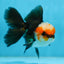 A Grade Tricolor Oranda Male 5 inches #082925OR_06