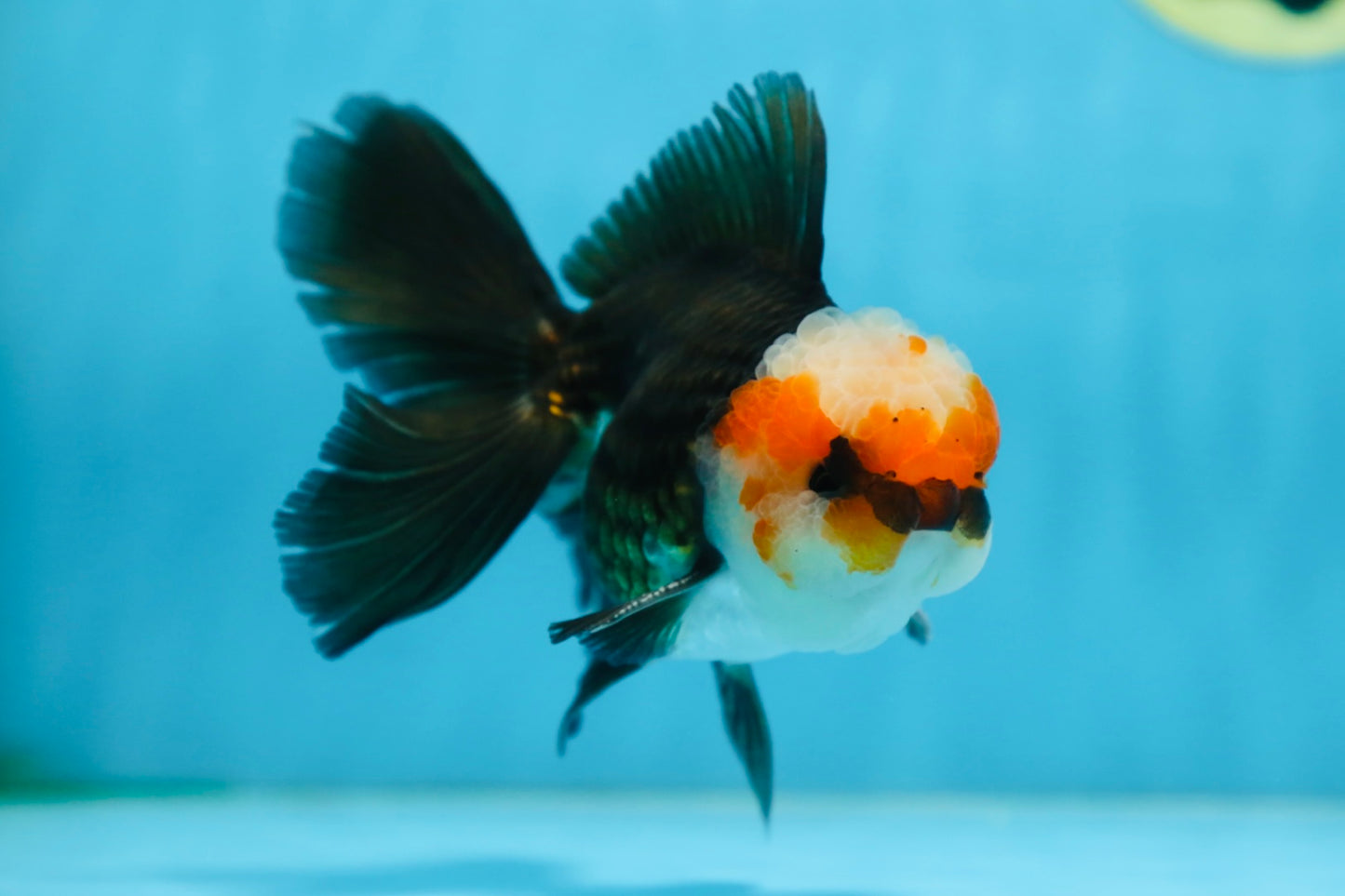 A Grade Tricolor Oranda Male 5 inches #082925OR_06