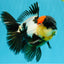 BATMAN AAA Grade Tricolor Oranda Male 5.5 inches #022026OR_09