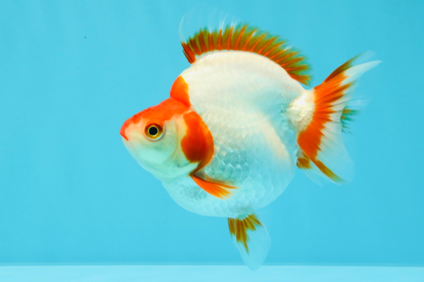 AAA Grade Red White Ryukin Female 4-4.5 inches #030626RK_15