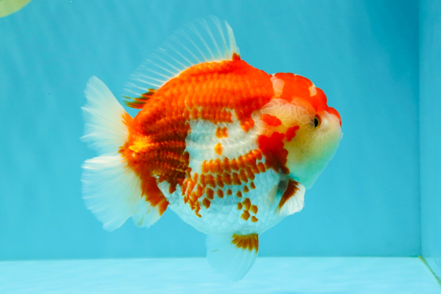 JUMBO A Grade Red White Yuanbao Male 5.5-6 inches #032026YB_22