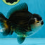CHUBBY A Grade Tricolor Yuanbao Male 5-5.5 inches #121925YB_10
