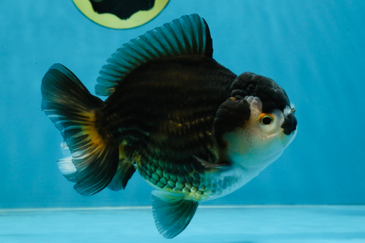 CHUBBY A Grade Tricolor Yuanbao Male 5-5.5 inches #121925YB_10