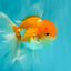 A Grade Red White Oranda Male 5.5 inches #081426OR_08