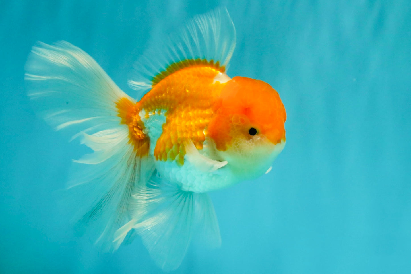 A Grade Red White Oranda Male 5.5 inches #081426OR_08