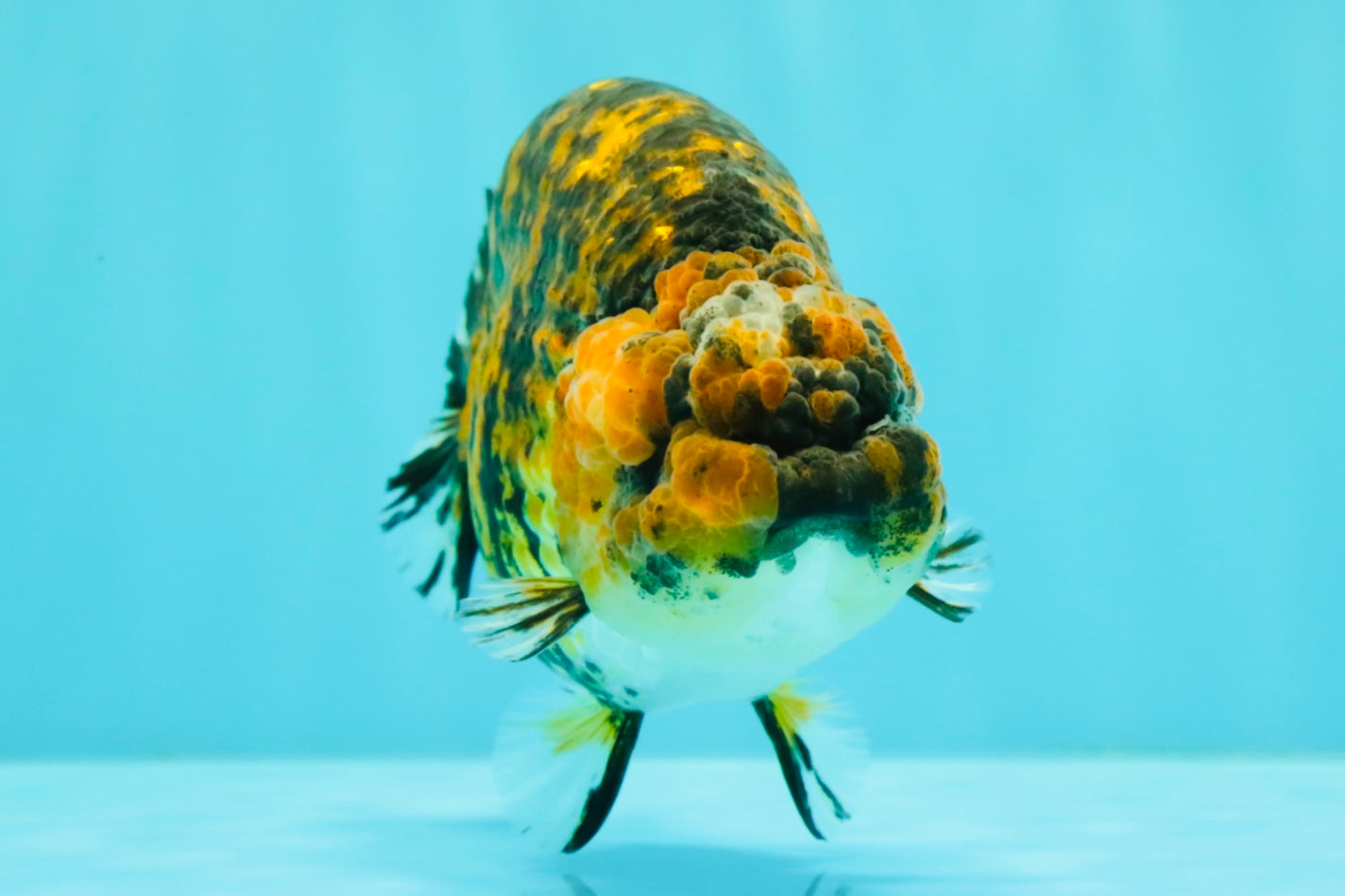 A Grade Strong Body Structure Tiger Ranchu Female 5 inches #061926RC_10