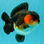 SHOW GRADE CHUBBY Tricolor Yuanbao Male 5 inches #071026YB_08