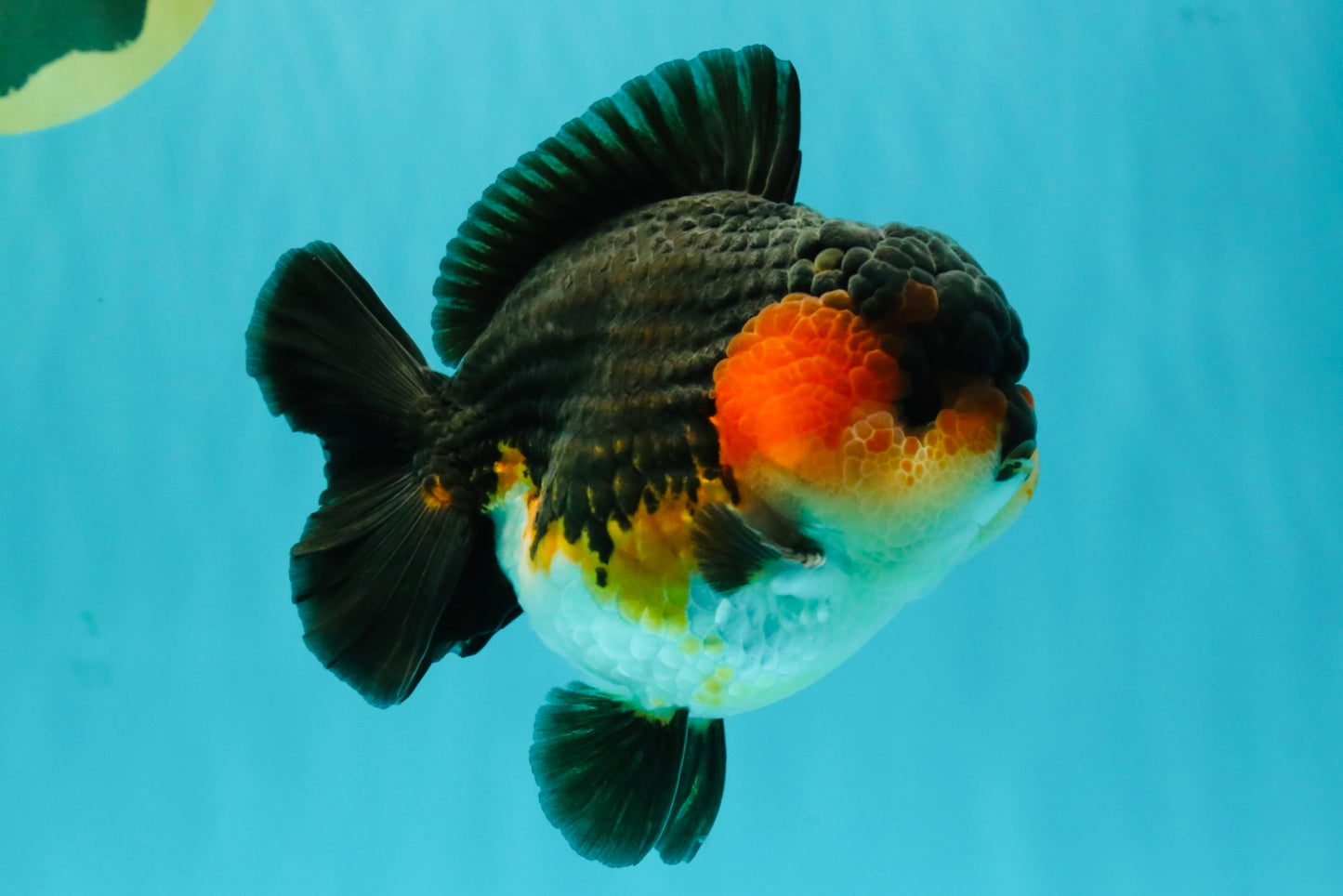 SHOW GRADE CHUBBY Tricolor Yuanbao Male 5 inches #071026YB_08