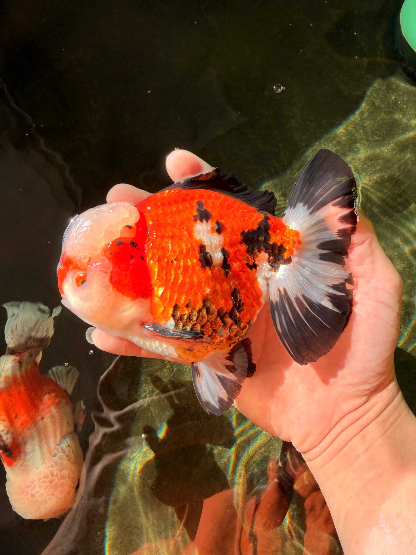 TURKEY AAA Grade Pompom Tricolor Jade Head Yuanbao Male 5.5-6 inches #032726YB_03