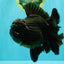 GODZILLA AAA Grade Black Oranda Male 6.5-7 inches #101626OR_18
