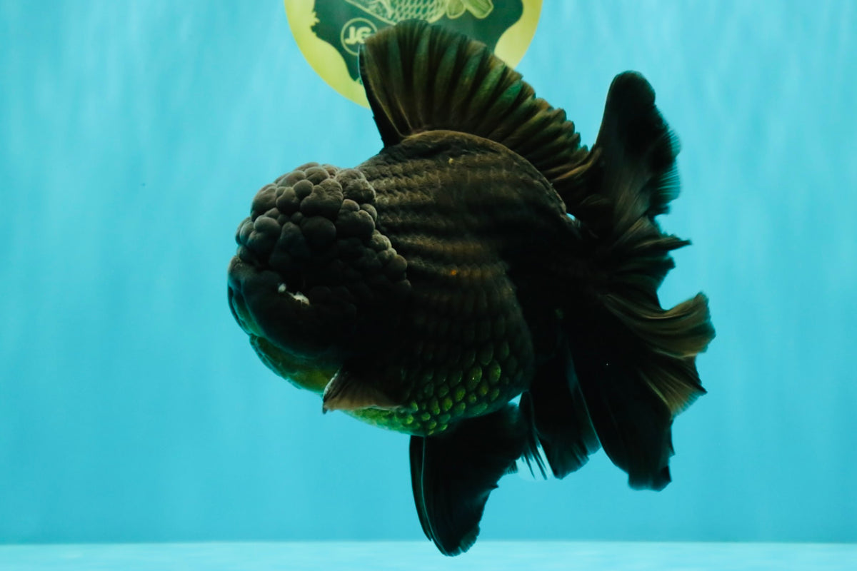 GODZILLA AAA Grade Black Oranda Male 6.5-7 inches #101626OR_18