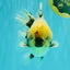 AAA Grade Kirin Oranda Male 6 inches #092526OR_04