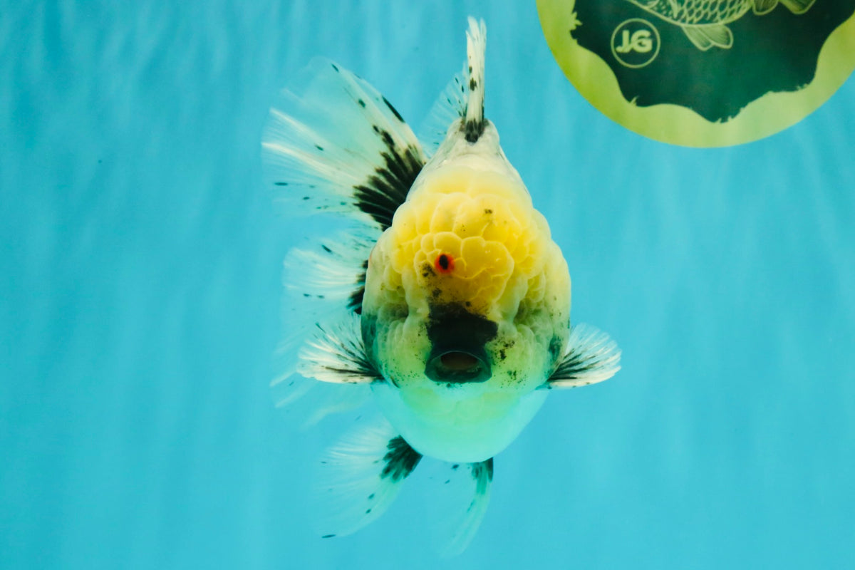 AAA Grade Kirin Oranda Male 6 inches #092526OR_04
