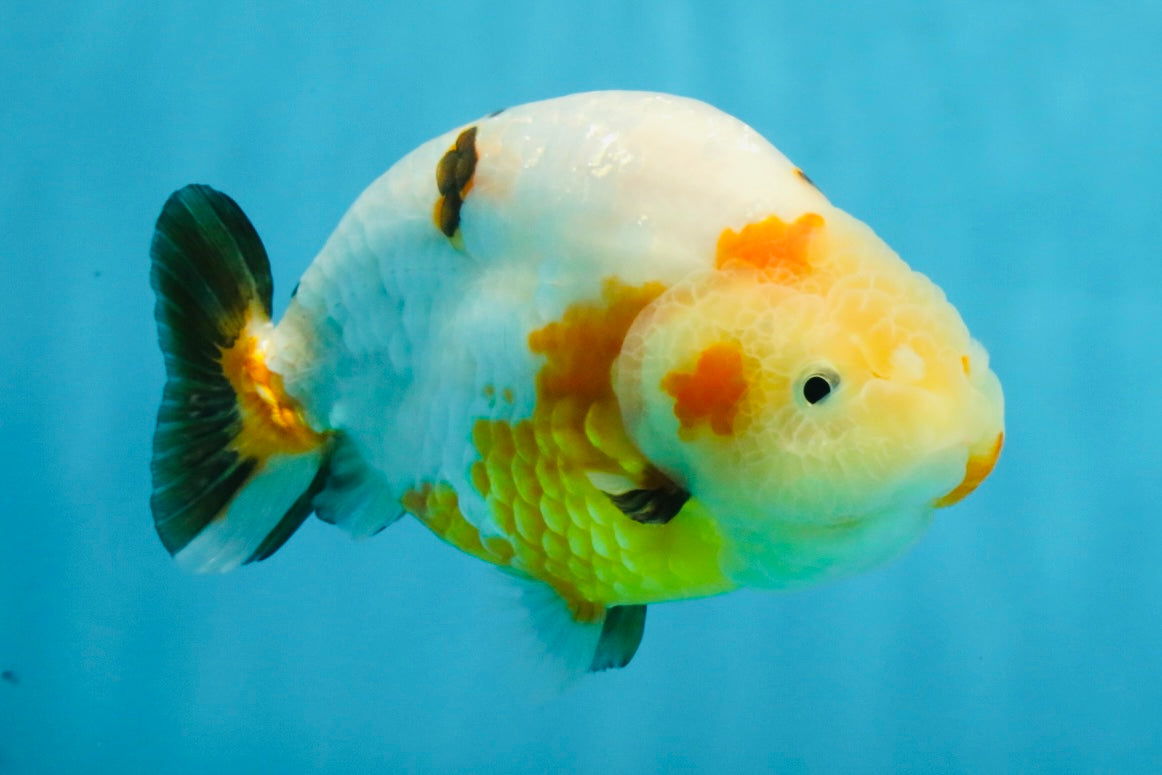 RARE Sakura Chinese Ranchu Female 5 inches #120525RC_08