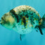 A Grade Tiger Ranchu Female 5-5.5 inches #071026RC_12