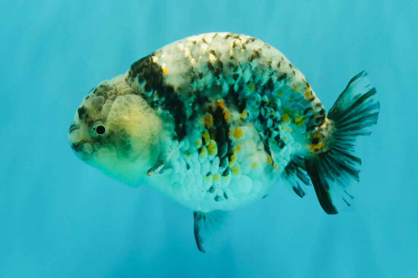 A Grade Tiger Ranchu Female 5-5.5 inches #071026RC_12