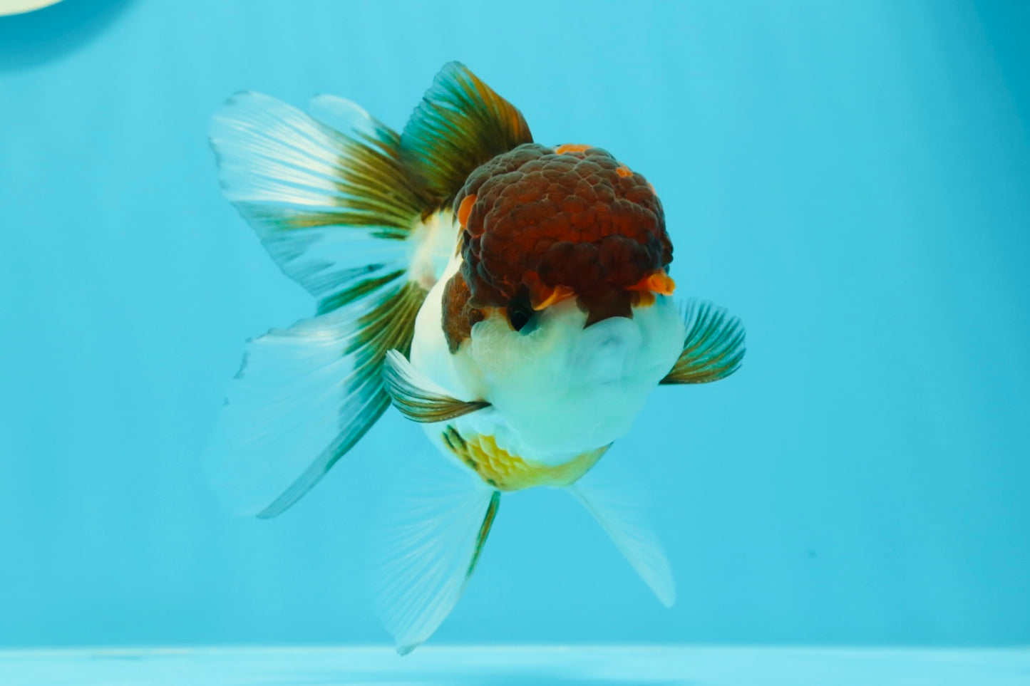 Cheerful Tricolor Oranda Female 4.5 inches #0524OR_05