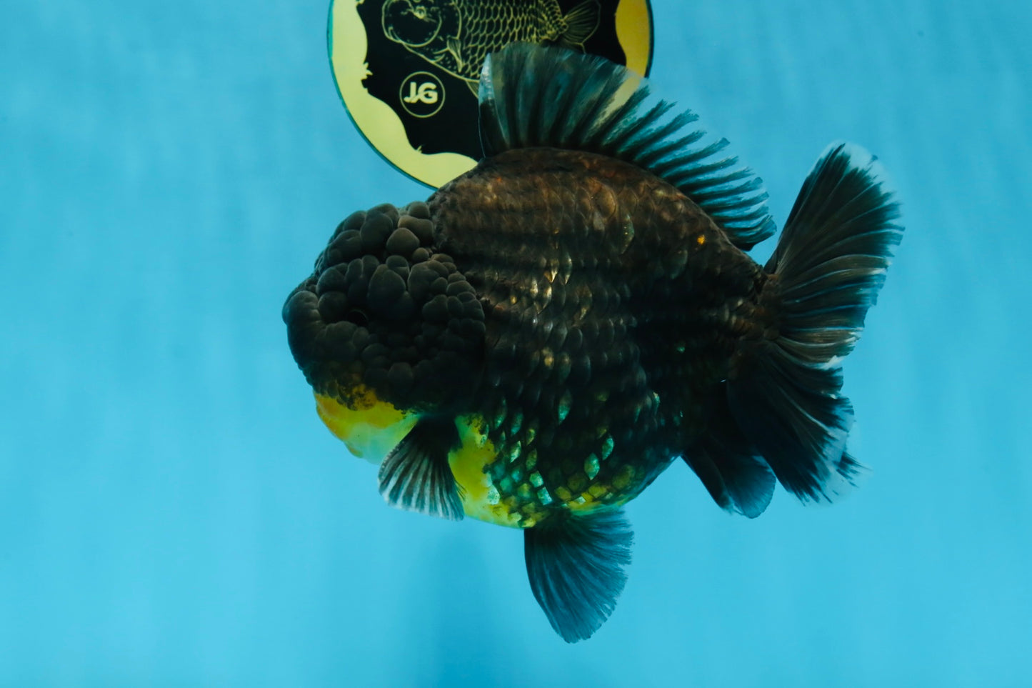 SHOW GRADE Godzilla Kirin Yuanbao Male 5.5 inches #062025YB_999