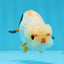 Beautiful Red Nose Eyebrows Lionchu 3.5 inches Unknown #0913LC_31