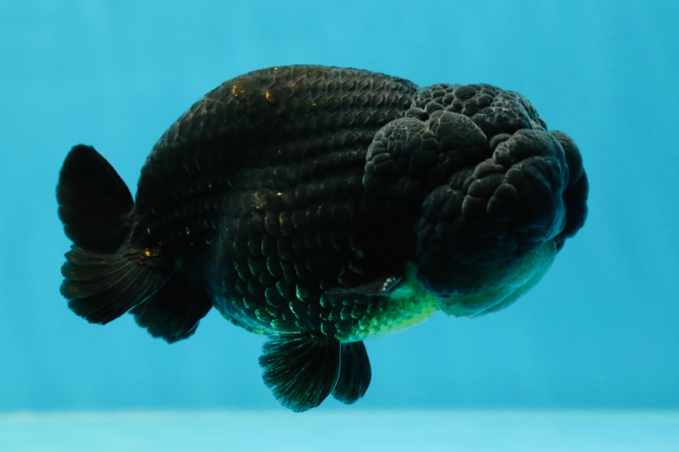 A Grade Black LionKing 4-4.5 inches #050925LC_13