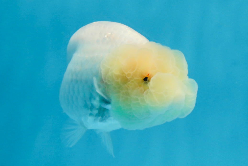 White Lionchu Female 3.5 inches #103125LC_23