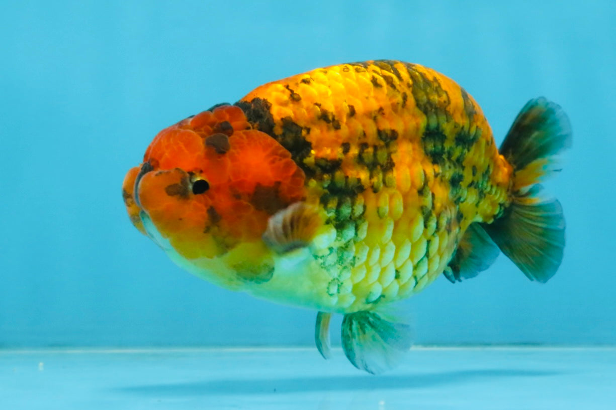 CHUBBY A Grade Tiger LionKing 4.5 inches #112825LC_12