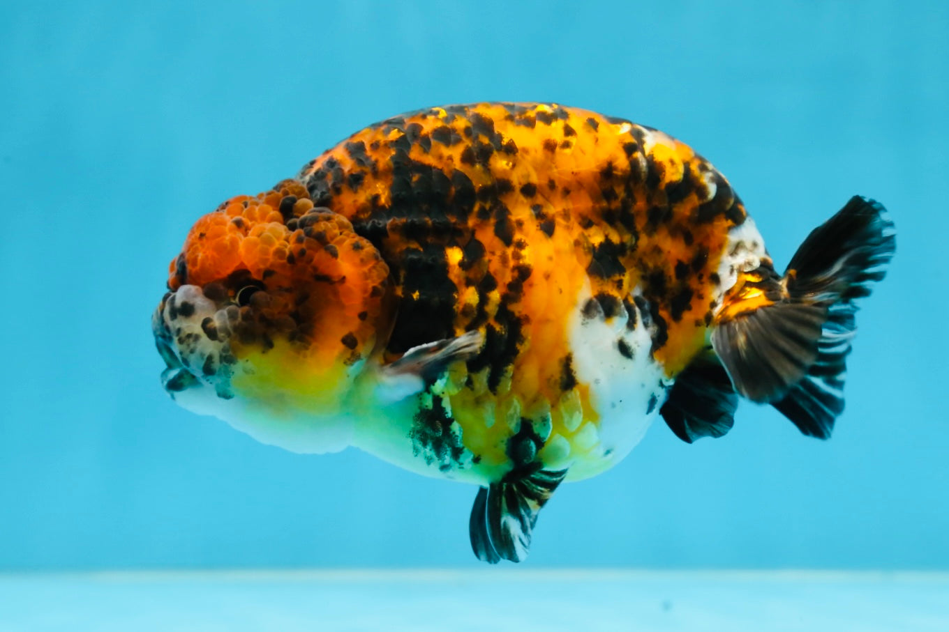 A Grade Speckle Beastie Calico Tiger LionKing 4.5-5 inches #062025LC_02