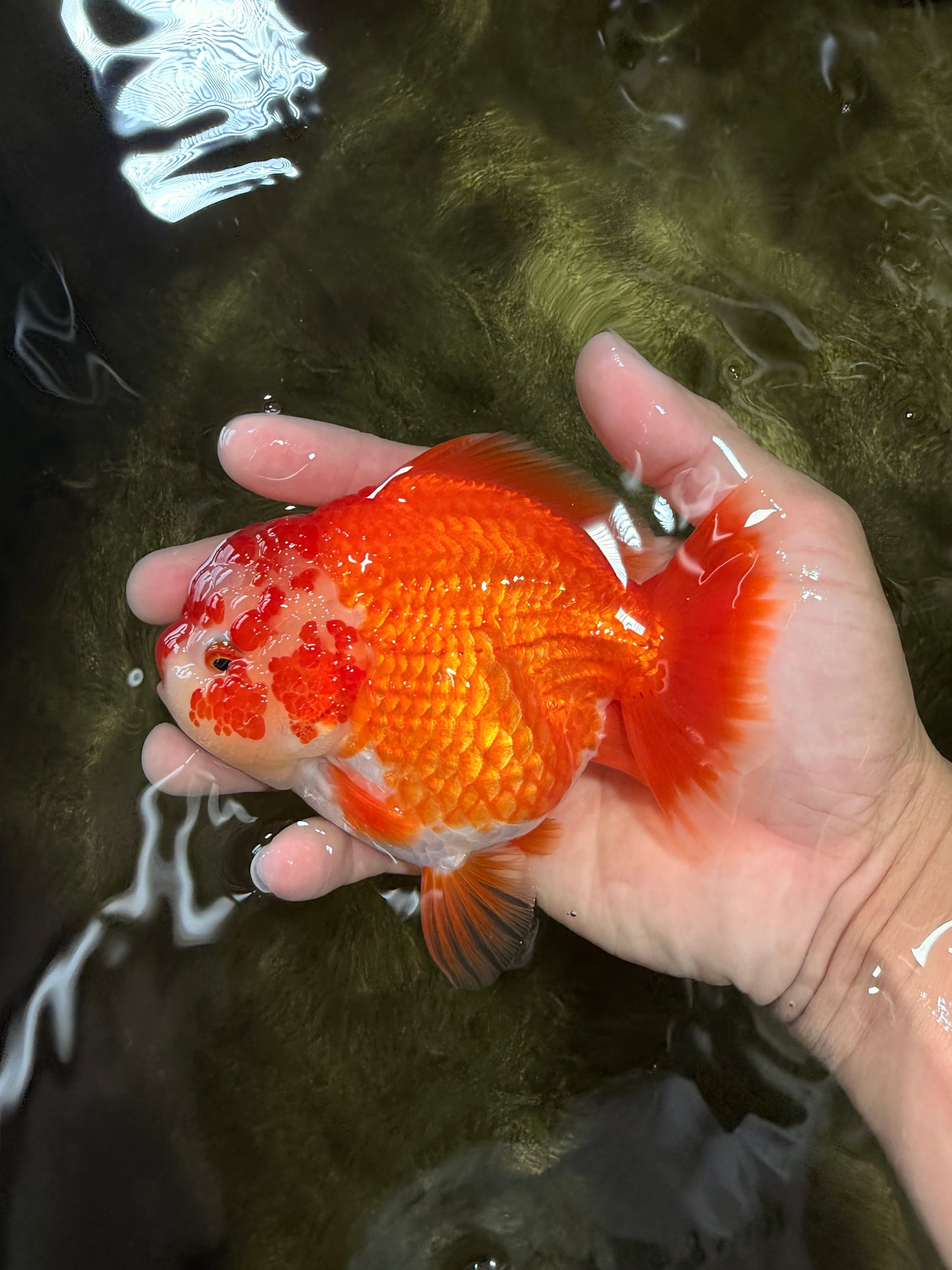 ADORABLE A Grade Red White Yuanbao Female 5 inches #071026YB_22