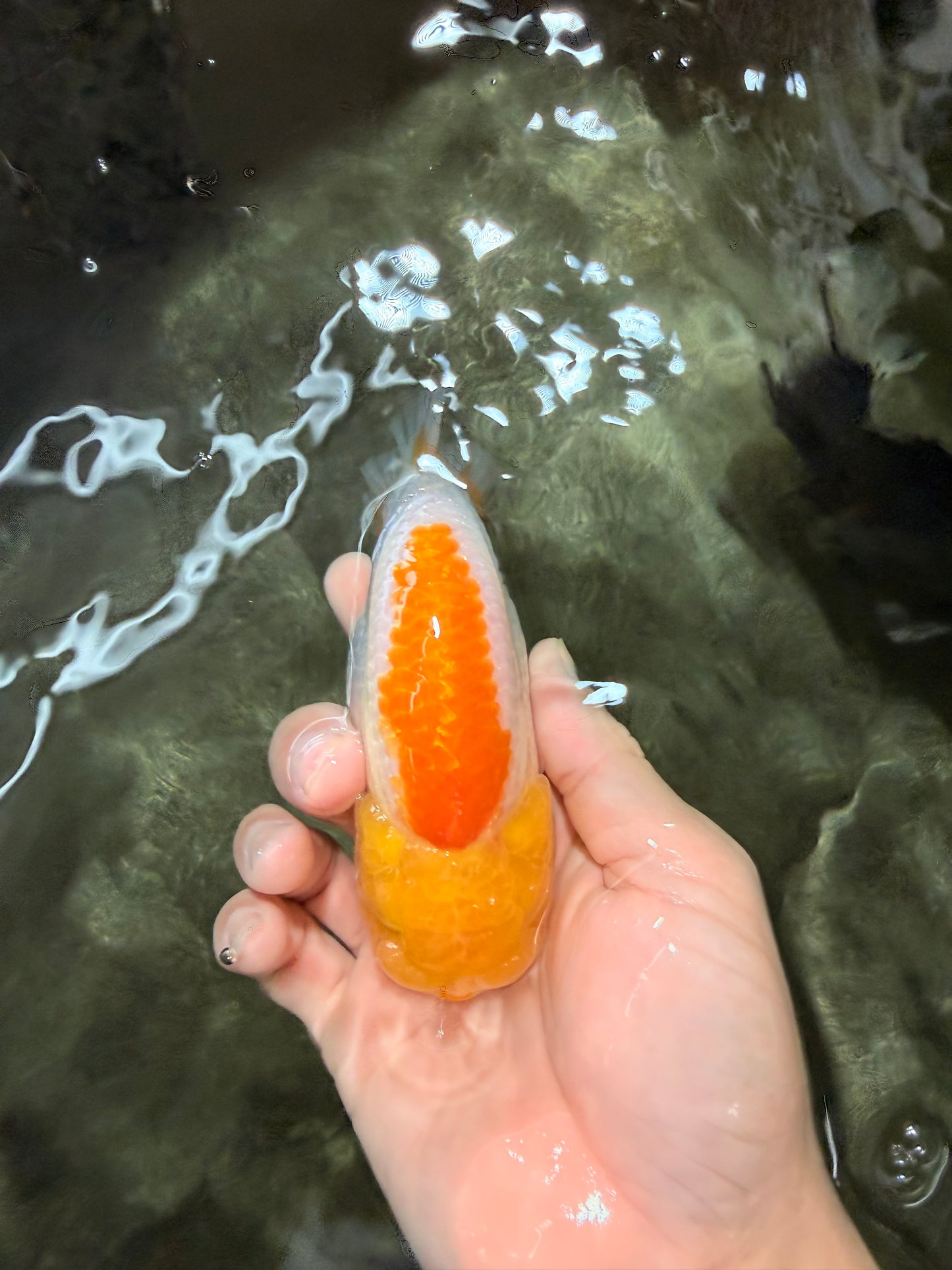 A Grade Orange White LionQueen 5 inches #072426LC_32