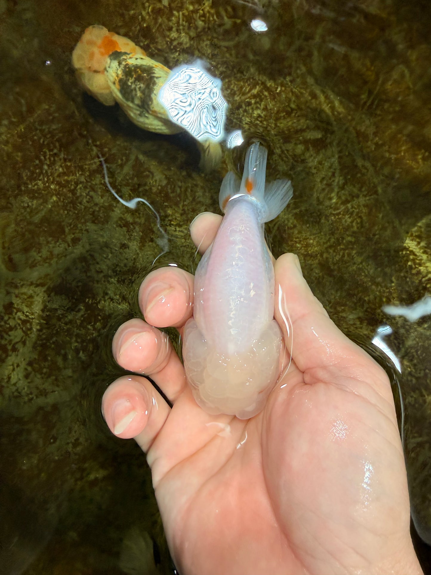 Snow White Lionchu Female 3.5 inches #121925LC_05