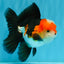 A Grade Tricolor Oranda Male 5-5.5  inches #032726OR_12