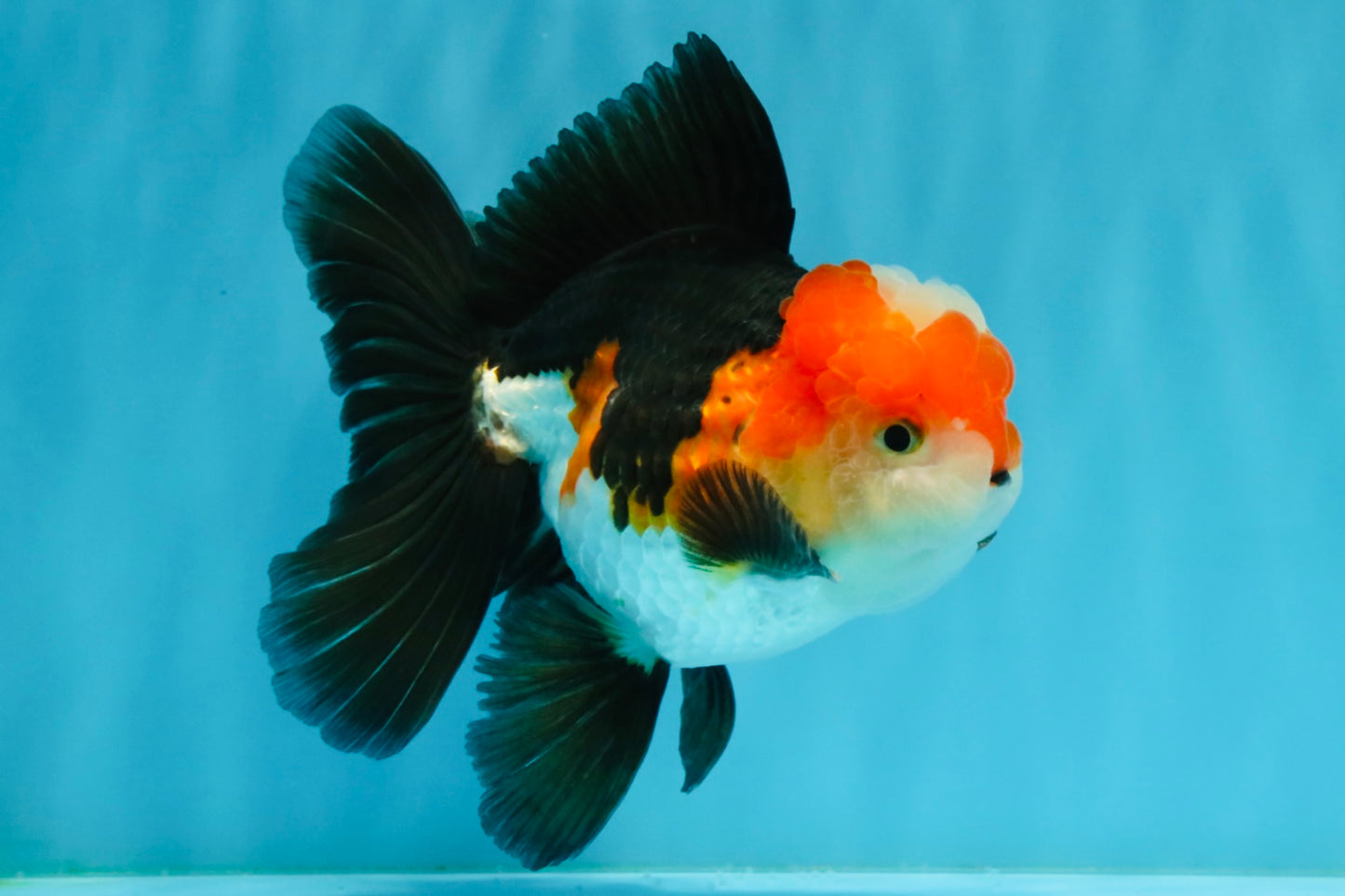 A Grade Tricolor Oranda Male 5-5.5  inches #032726OR_12