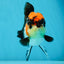 Unique A Grade Tricolor Oranda Female 4.5 inches #042525OR_05