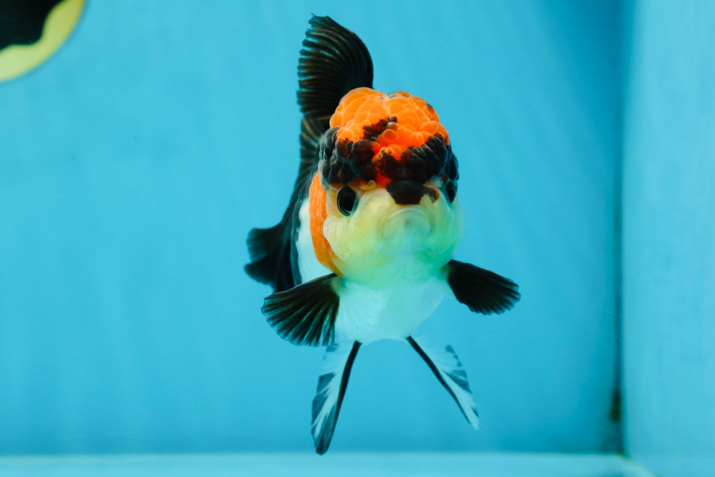 Unique A Grade Tricolor Oranda Female 4.5 inches #042525OR_05