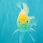 A Grade White Oranda Male 5.5-6 inches #072426OR_21