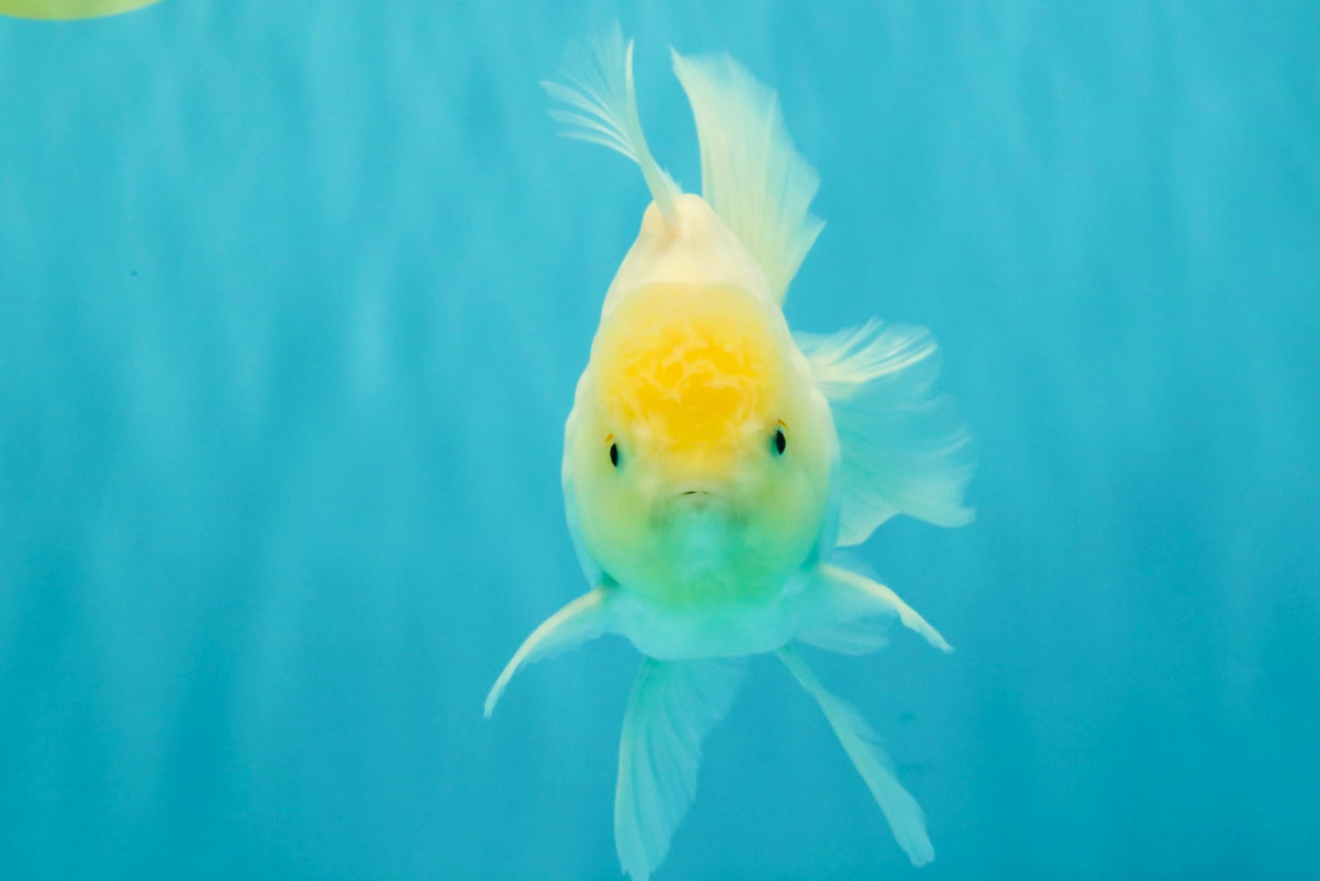 A Grade White Oranda Male 5.5-6 inches #072426OR_21