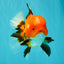 A Grade Apache Oranda Male 6 inches #080726OR_05
