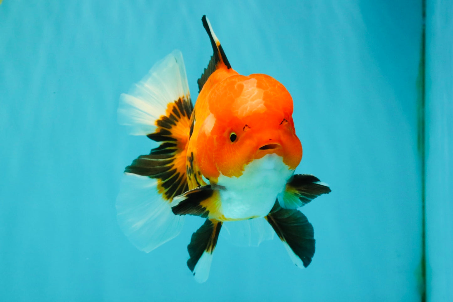 A Grade Apache Oranda Male 6 inches #080726OR_05