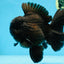 AAA Grade Godzilla Black Oranda Male 6 inches #080125OR_05