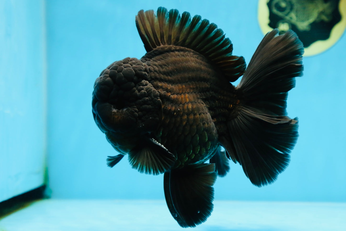 AAA Grade Godzilla Black Oranda Male 6 inches #080125OR_05