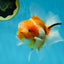 A Grade Sakura Oranda Male 4.5-5 inches #060625OR_24