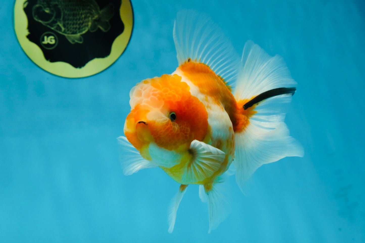 A Grade Sakura Oranda Male 4.5-5 inches #060625OR_24