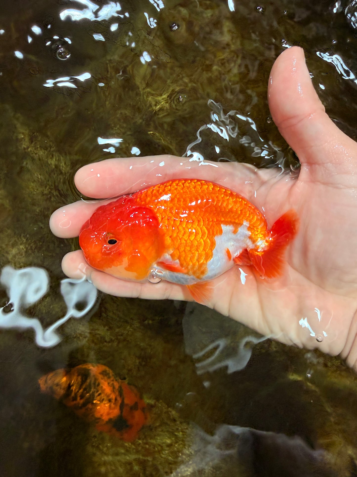 A Grade Red White LionQueen 4 inches #112825LC_04