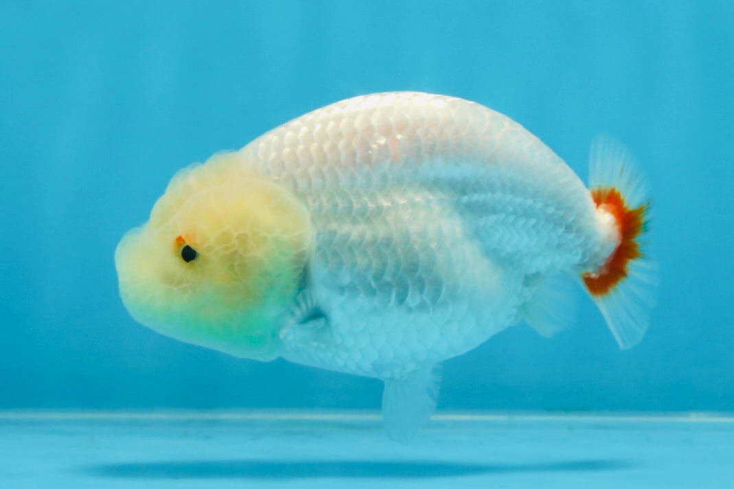 CLOUDY AAA Grade Red White LionQueen 3.5-4 inches #101725LC_11