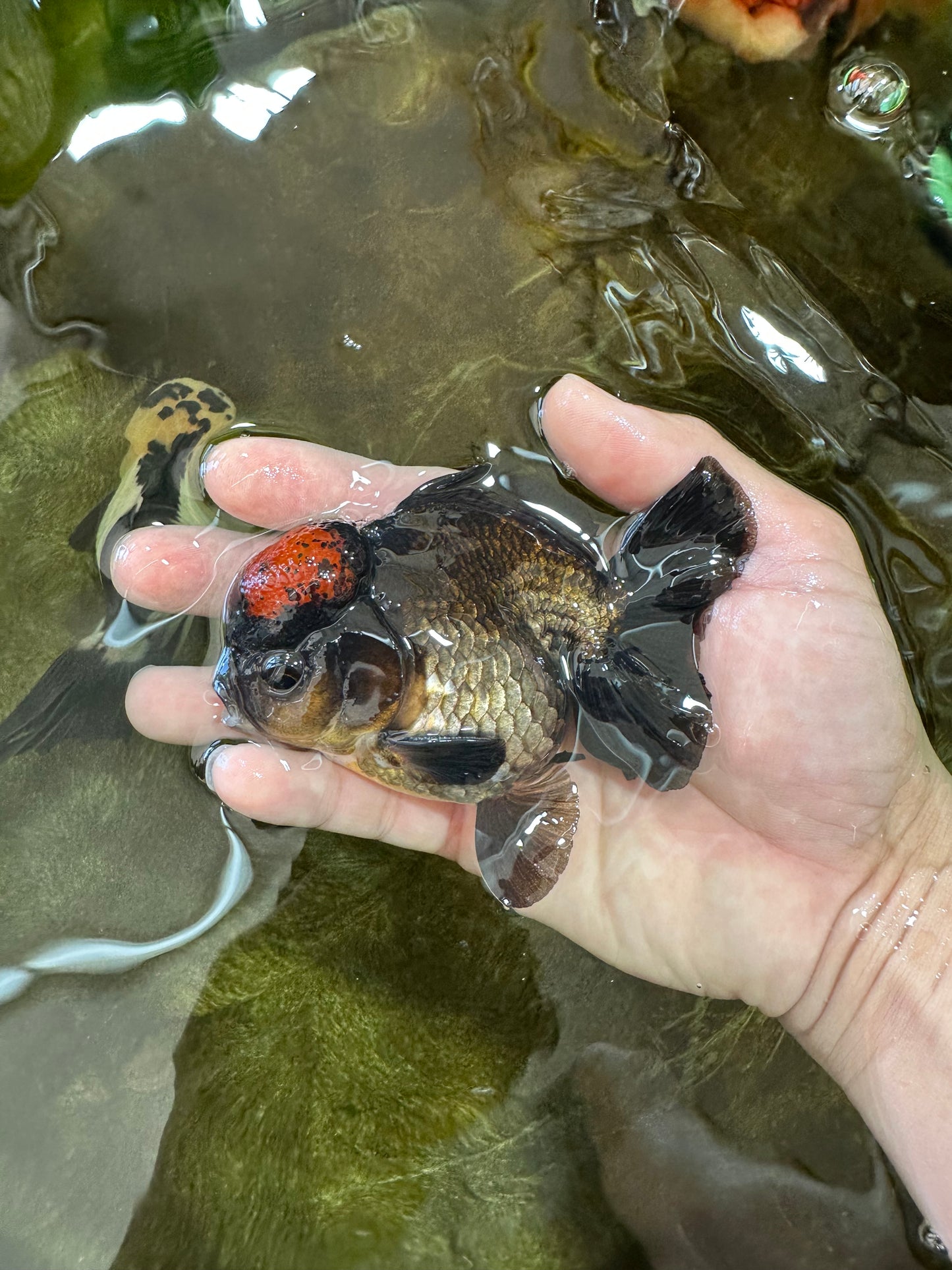 A Grade Lava Tricolor Yuanbao Male 4  inches #062725YB_09