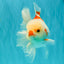 A Grade Red White Oranda Male 6 inches #071726OR_29