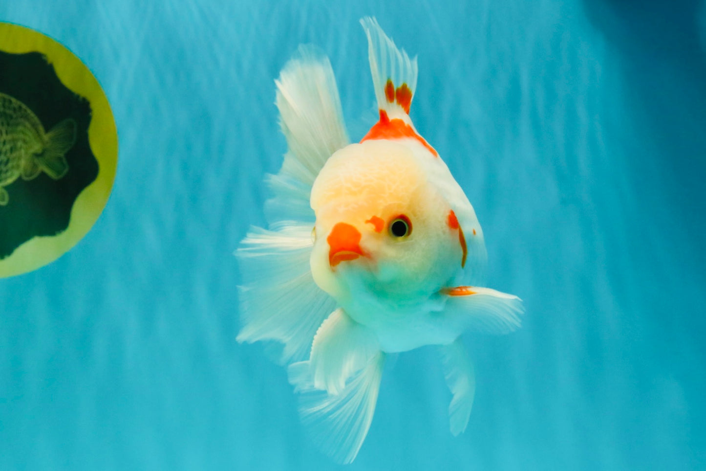 A Grade Red White Oranda Male 6 inches #071726OR_29
